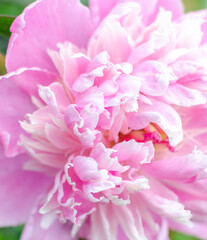 Beautiful pink Blossoming peony flower