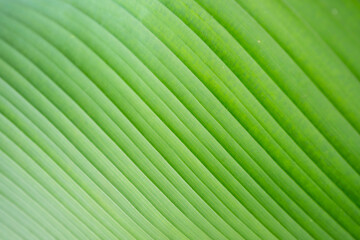 Green leaf curved lines