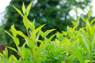Beautiful green bush leaves.