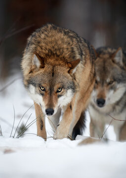 Close up vertical portrait of two wolves Eurasian wolf, Canis lupus in row, on hunt  in winter forest, staring directly at camera against blurred trees in background. Front view. East Europe.