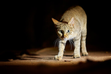 African wildcat, Felis silvestris lybica, isolated against black background, illuminated from side. African Wildcat staring directly at camera. Front view. Kruger national park, South Africa.