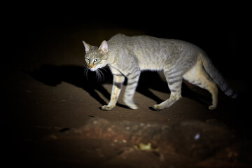 Close up, night picture of African wildcat, Felis silvestris lybica, tomcat searching for prey, lit by spotlight against black background. Side view. Kruger national park, South Africa.