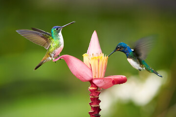 Two  bright blue and green hummingbirds, White-necked Jacobin,Florisuga mellivora and Andean emerald, Amazilia franciae, feeding from banana flower with raindrops, against abstract green background.