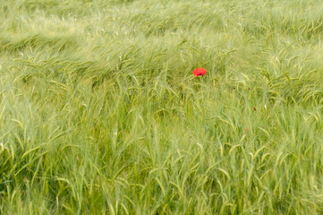Red poppy flowers in a wheat field.
