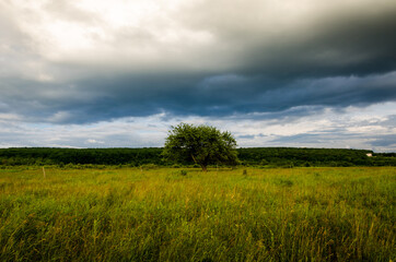 Very beautiful summer landscape. Tree in a field with dark clouds in the sky. Dramatic landscape.