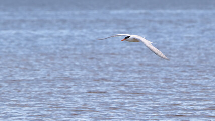 Caspian tern gliding over the Gulf of Mexico