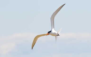 Caspian tern flying over the Gulf of Mexico