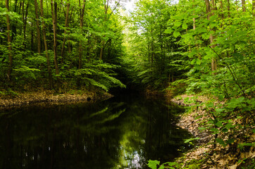Fototapeta premium Very beautiful summer landscape. Mountain Lake. A small lost lake in a mountain forest.