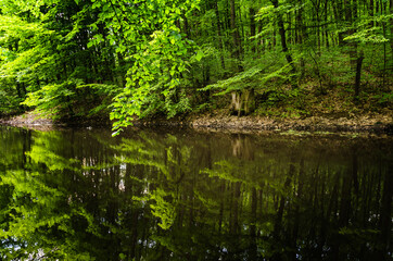 Fototapeta na wymiar Very beautiful summer landscape. Mountain Lake. A small lost lake in a mountain forest.