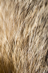 Hair on the cat as a background