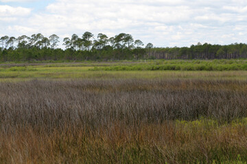 Saltwater marsh at Bald Point State Park Florida