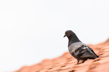 urban pigeon sitting on house roof, copy space