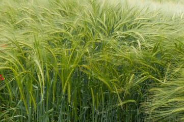 Red poppy flowers in a wheat field.