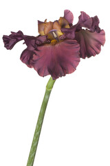 iris flower isolated