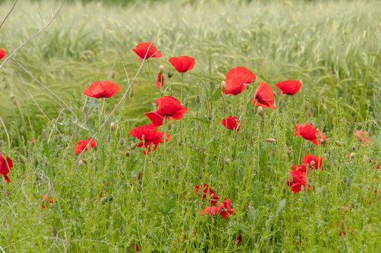 Red poppy flowers in a wheat field.