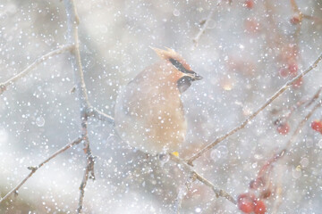 The bird is sitting on a branch