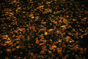 Sunny weather in autumn park
