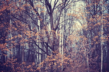 Spring trees with young leaves and buds