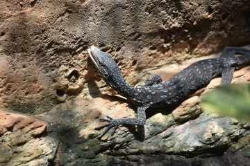 blue monitor  lizard on stone