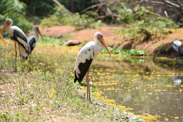 egret standing near the pond