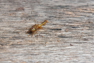ant eating dragonfly on wood ground