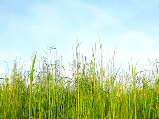 Fototapeta premium Wysoka trawa na tle błękitnego nieba