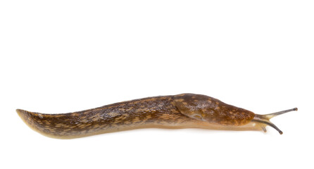 Slug snail on white background