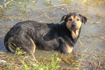 Thai Dog