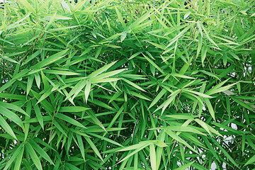 Background texture of fresh spring green grass