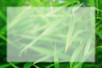 frame for text background transparent blurred green grass leaves spring