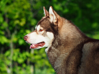 Portrait of a brown Siberian husky in the summer