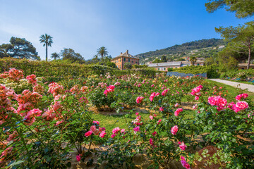 Colorful rose garden 