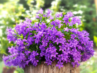 Dalmatian bellflower (Campanula Portenschlagiana) on stump in garden