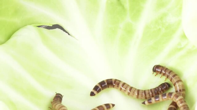 Zofobas larvae on cabbage