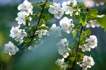 Jasmine hite flower