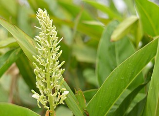 Obraz premium Galangal flower/ The galangal blossom is blossoming on the leafy foliage and the bokeh is the backdrop.