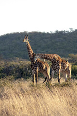 Giraffes