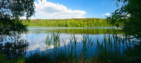 Naklejka premium Stiller kleiner See umgeben von Wald und Schilf