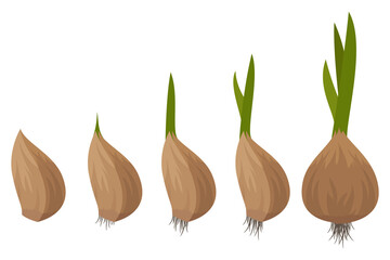 Life cycle of garlic from seed to green sprout. Vector illustration