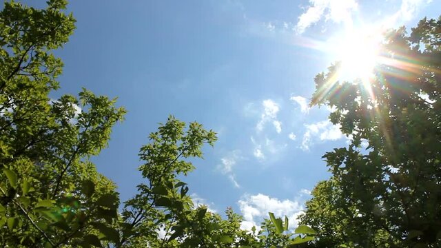 video of a blue sky with a bright sun and leaves of a tree