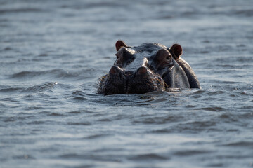 Fototapeta premium Hippopotamus (Hippopotamus amphibius) in the Chobe River at Kasane, Botswana