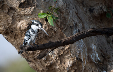 Pied kingfisher (Ceryle rudis) on the Chobe River at Kasane, Botswana