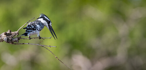Pied kingfisher (Ceryle rudis) on the Chobe River at Kasane, Botswana