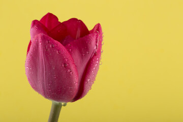 Macro view of a beautiful tulip flower on yellow. Spring background