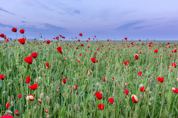 French countryside. A field full of red poppies between the wheat fields of Lorraine.
