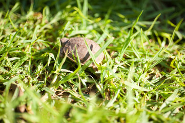 Schildkröte im Gras.