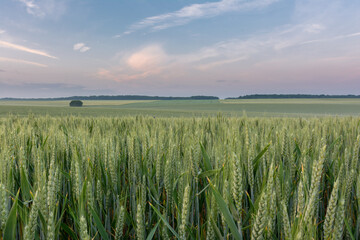 French countryside. Typical landscape with view over the Lorraine wheat fields in dawn.