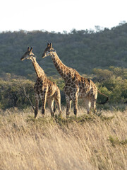 Giraffe