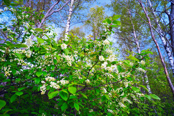 The branches of a blossoming bird cherry