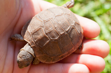 Schildkröte in Kinderhand.